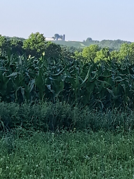 20250626_072422.thumb.jpg.01019a77efd1740c24b6c42fac7812e1.jpg